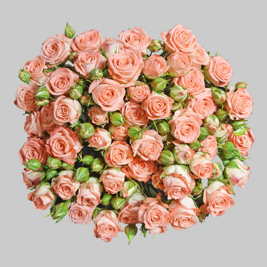 Pink Star Pink Spray Roses