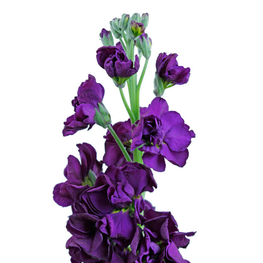 Dark Purple Stock Flowers