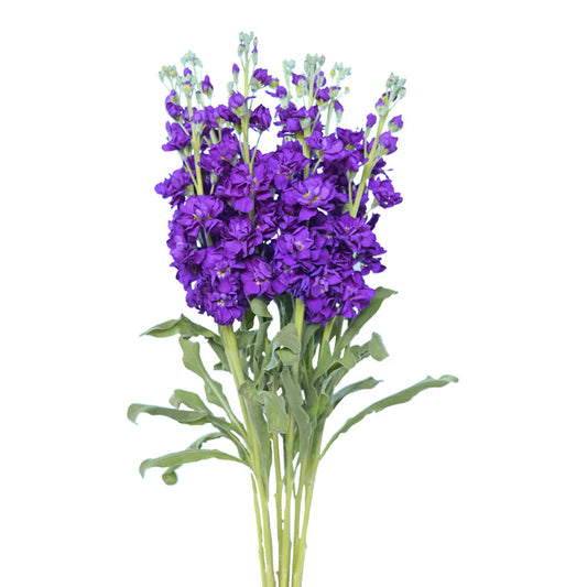 Dark Purple Stock Flowers