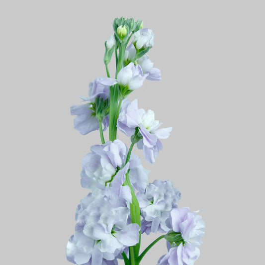 Light Lavender Stock Flowers