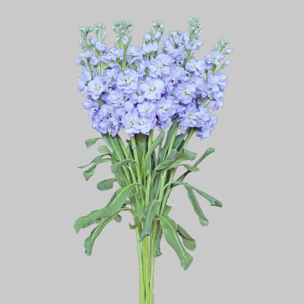 Light Lavender Stock Flowers