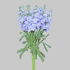Light Lavender Stock Flowers