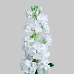 Light Pink Stock Flowers
