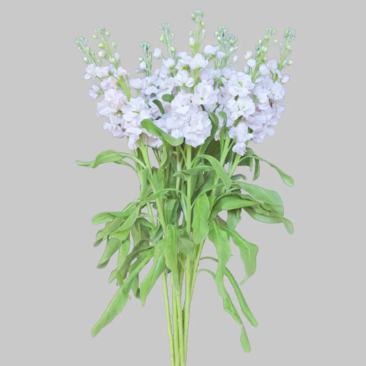 Light Pink Stock Flowers