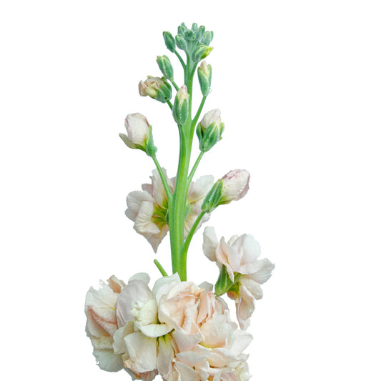 Peach Stock Flowers