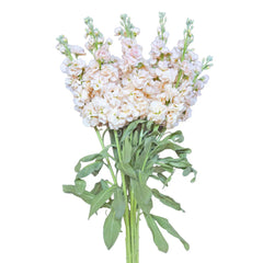 Peach Stock Flowers