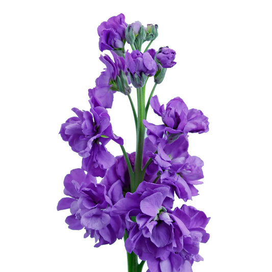 Purple Stock Flowers
