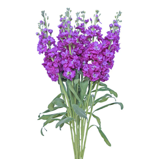 Purple Stock Flowers