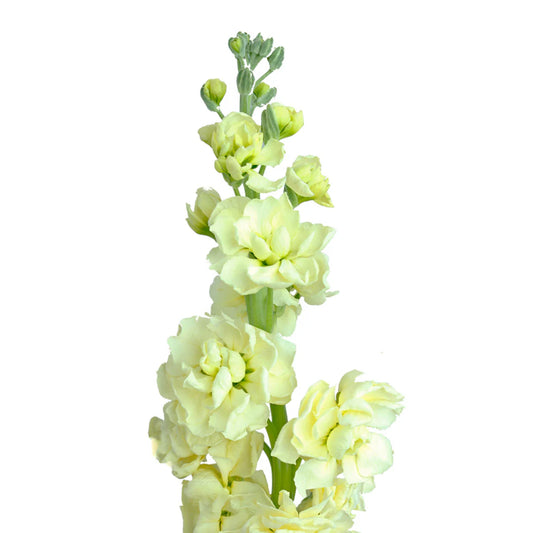 Yellow Stock Flowers