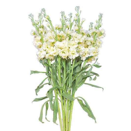 Yellow Stock Flowers