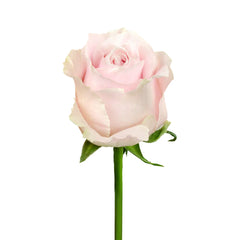 Pink Sweet Avalanche Roses