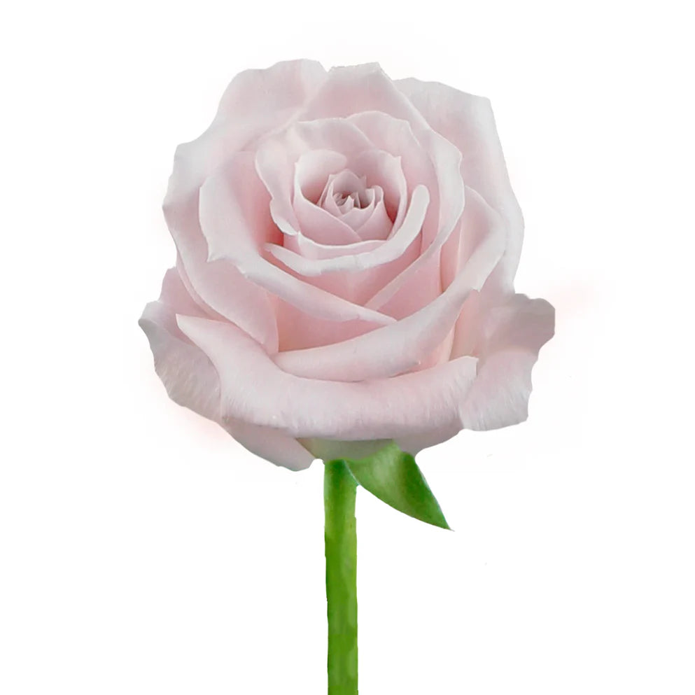 Pink Sweet Escimo Roses