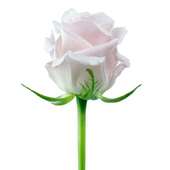 Sweet Escimo