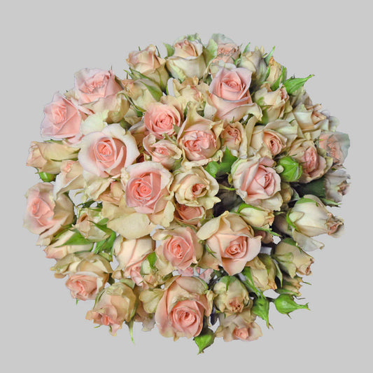 Pink Sweet Sahara Spray Roses