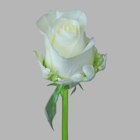 White Tibet Roses