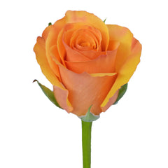 Orange Tycoon Roses