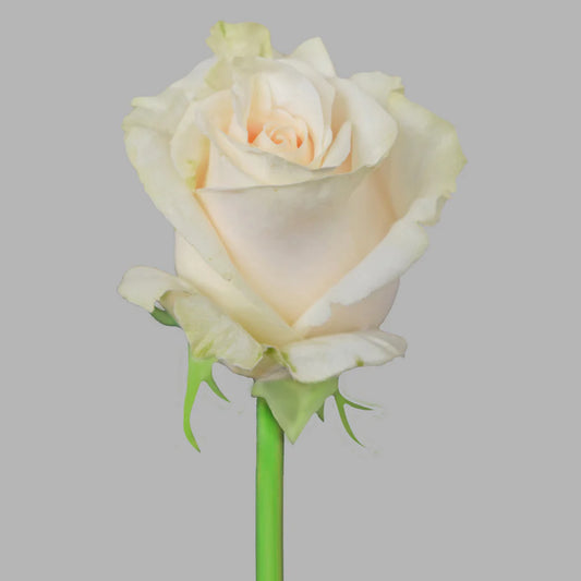 White Vendela Roses
