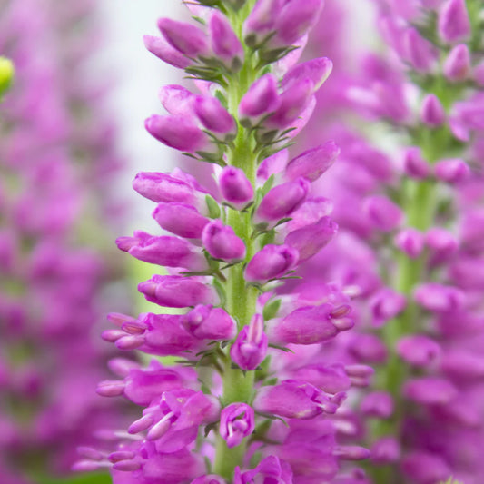 Pink Veronicas