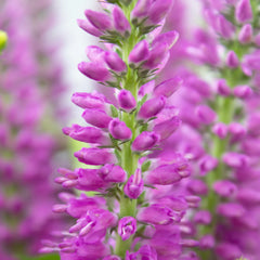 Pink Veronicas