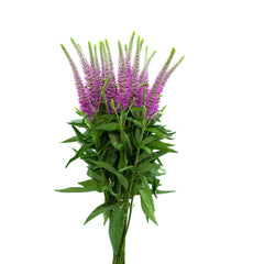 Pink Veronicas