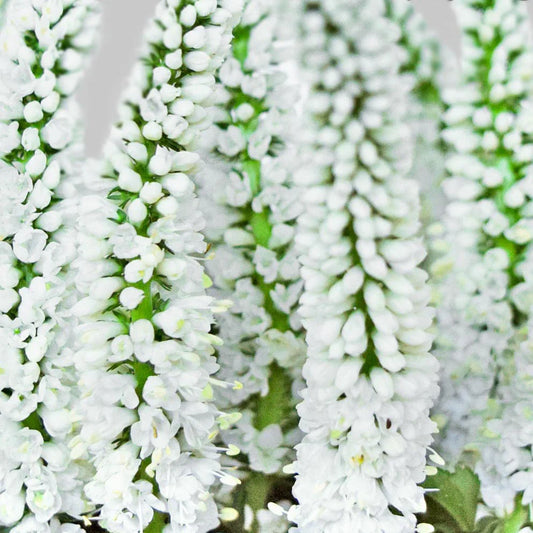 White Veronicas