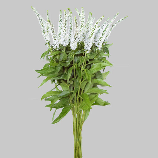 White Veronicas