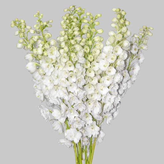 White Pacific Hybrid Delphinium