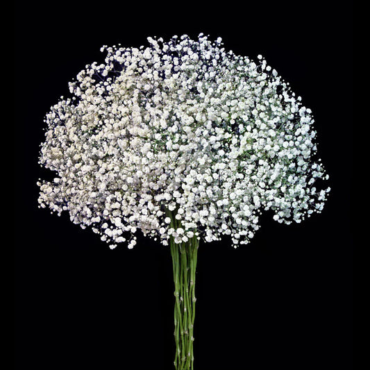 White Xlence Baby's Breath